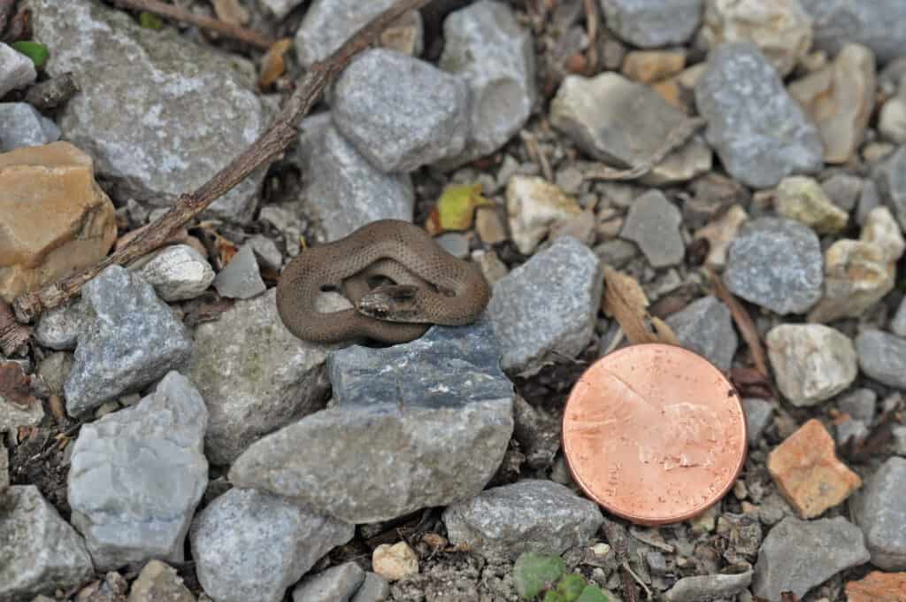 Serpente terrestre liscio