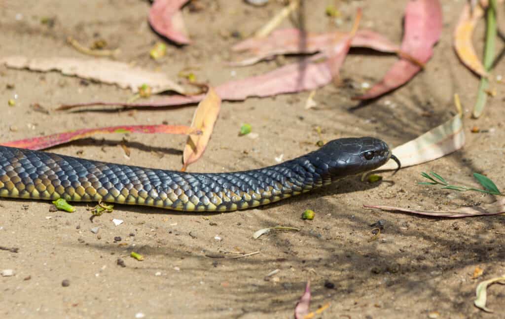 Serpente tigre della Tasmania