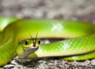 Serpente verde liscio
