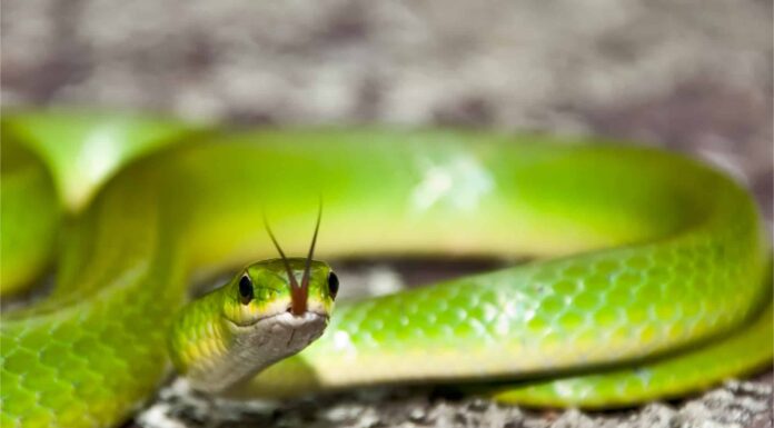Serpente verde liscio
