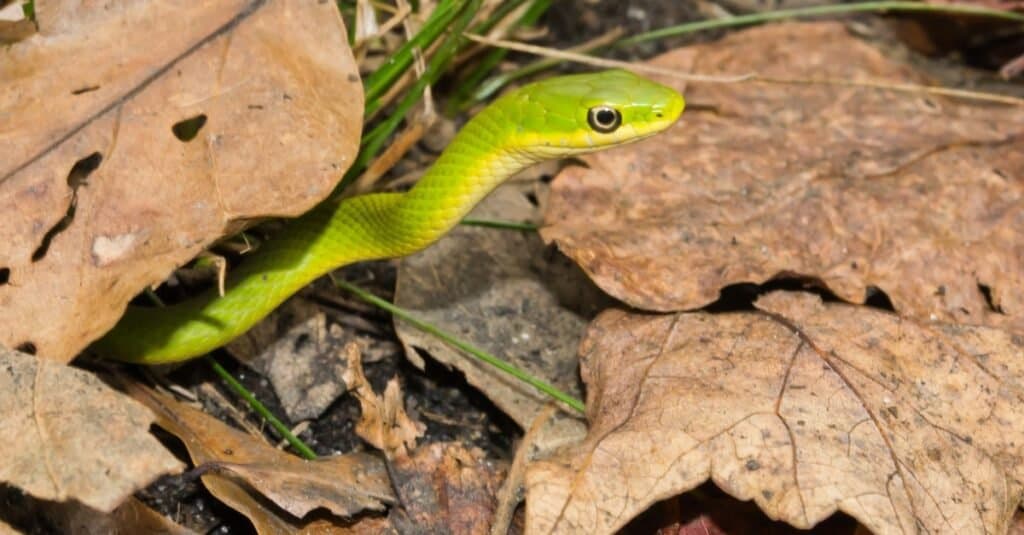 Serpenti a sonagli in Arkansas