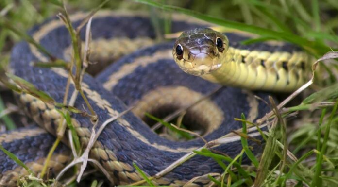 Serpenti giarrettiera nel Maryland

