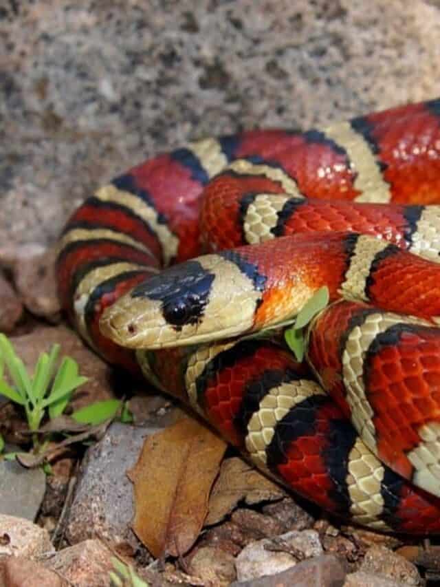 serpente reale rannicchiato nell'erba
