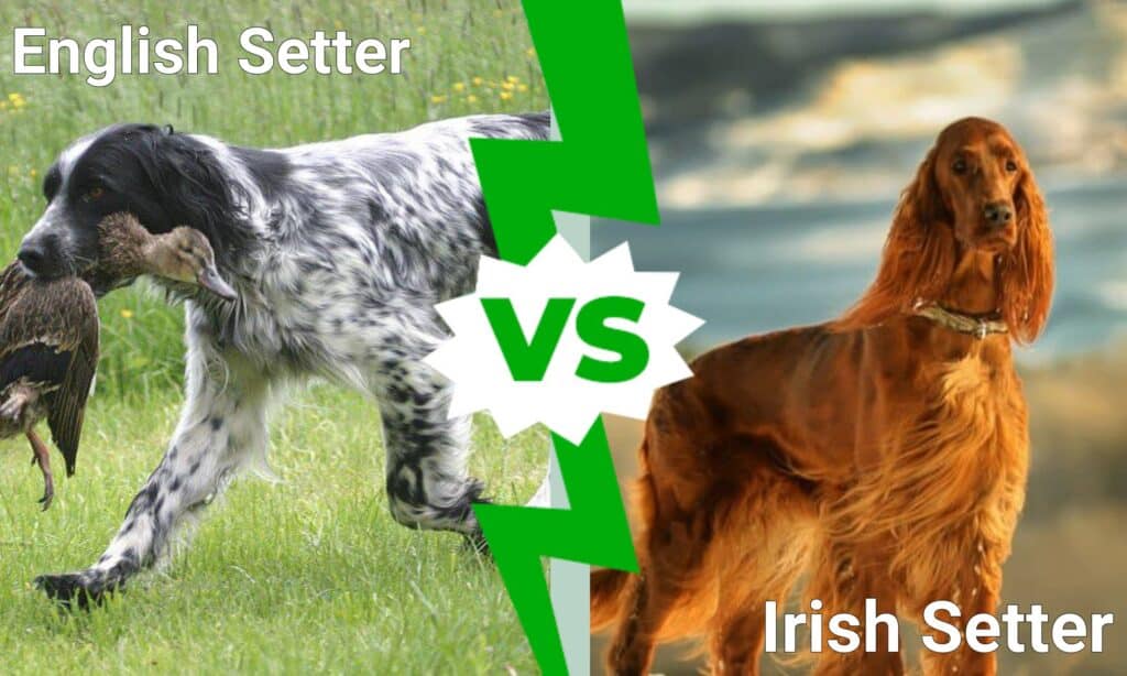 Setter inglese contro setter irlandese