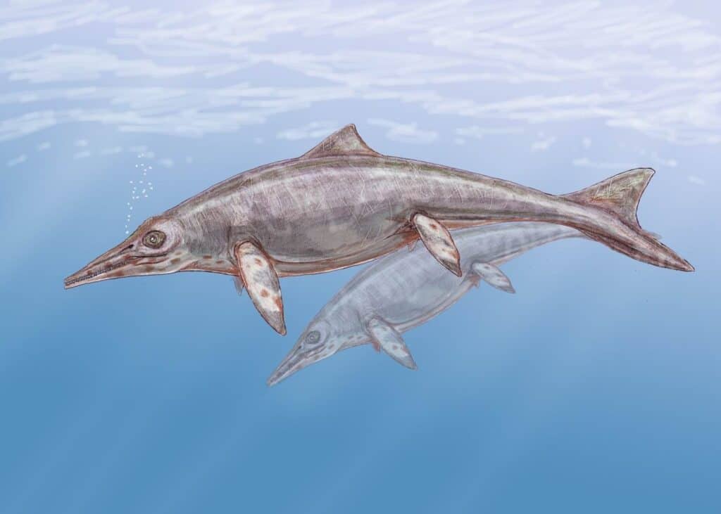Shastasaurus nell'acqua