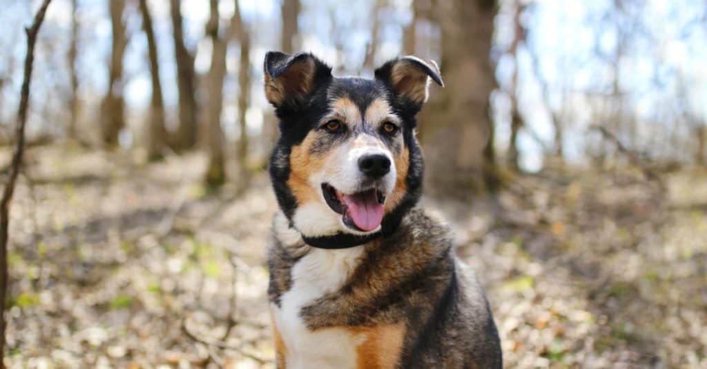Un bellissimo vecchio cane di razza Pastore Tedesco - Border Collie Mix, Shollie, è seduto fuori nella foresta decidua, ascoltando con le orecchie alzate.