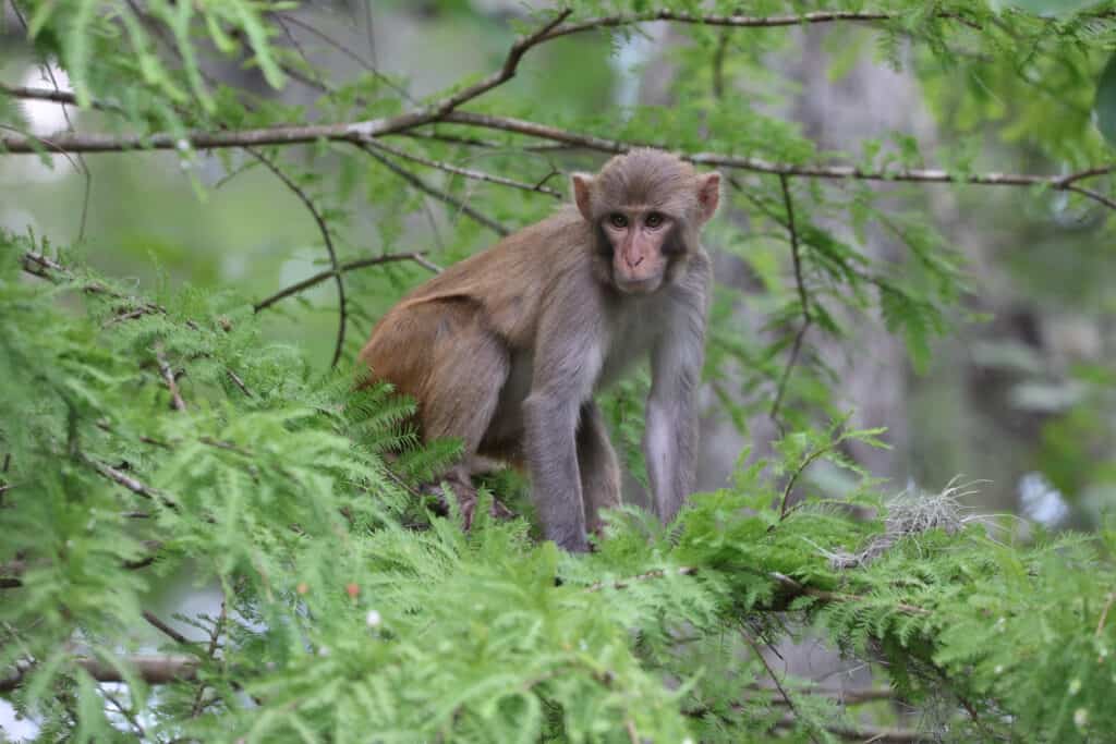 Una scimmia rhesus selvatica in Florida