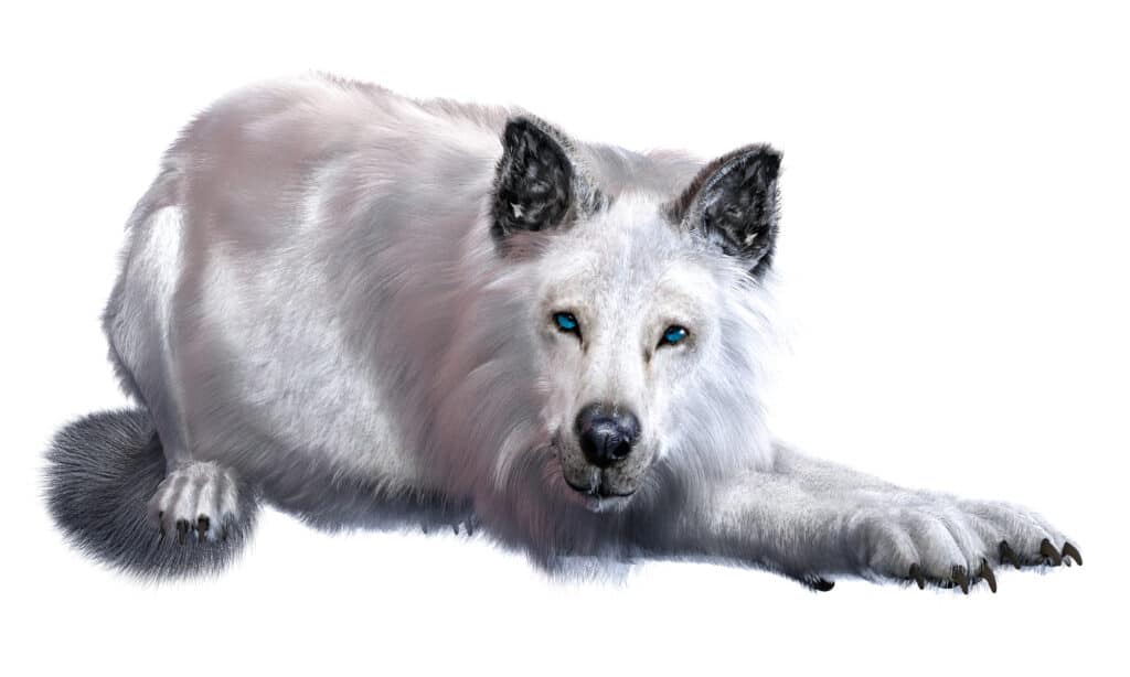 lupo bianco terribile isolato su sfondo bianco