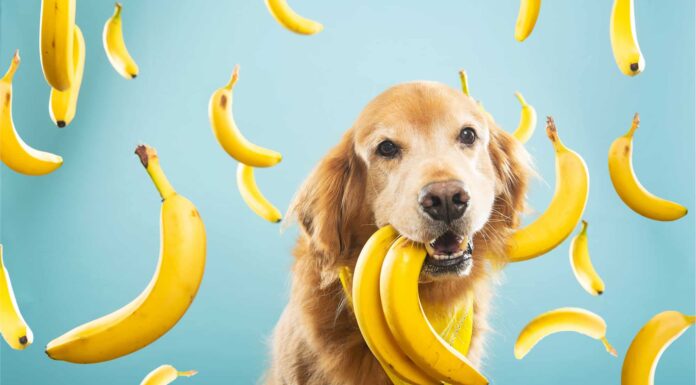 Sì, i cani possono mangiare le banane!  Ecco perché
