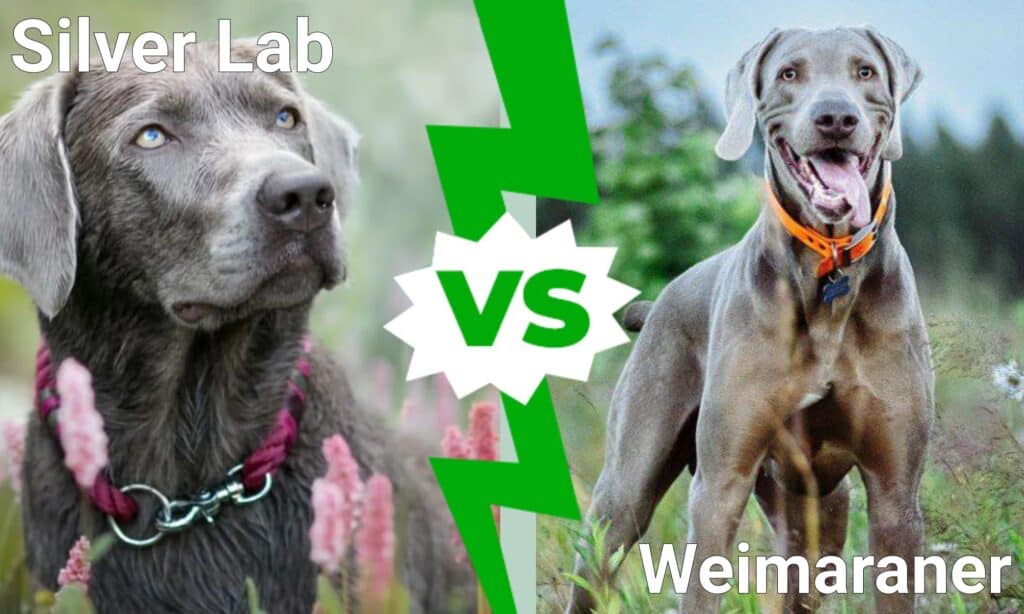 Laboratorio d'argento contro Weimaraner