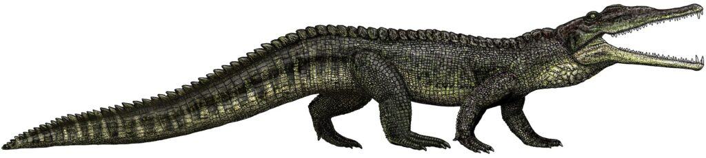 Smilosuchus