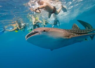 Snorkeler si ritrova nelle fauci dello squalo più grande del mondo
