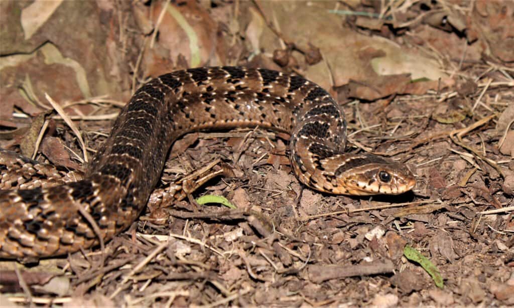 Vipera notturna