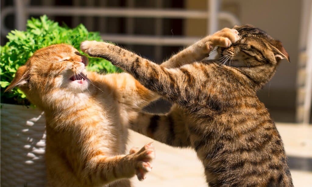 due giovani gatti rossi e marroni che combattono nel giardino sull'erba.