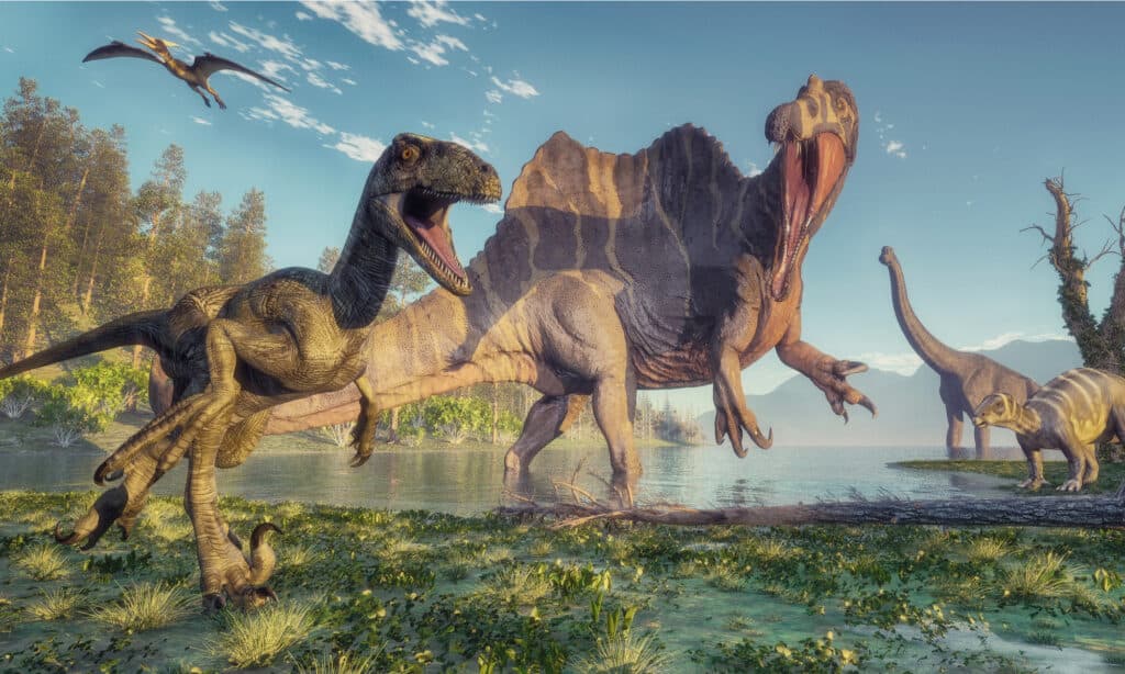 Spinosaurus e Deinonychus nella giungla.  Lo Spinosaurus è il più grande carnivoro terrestre che abbia mai vagato per la terra.