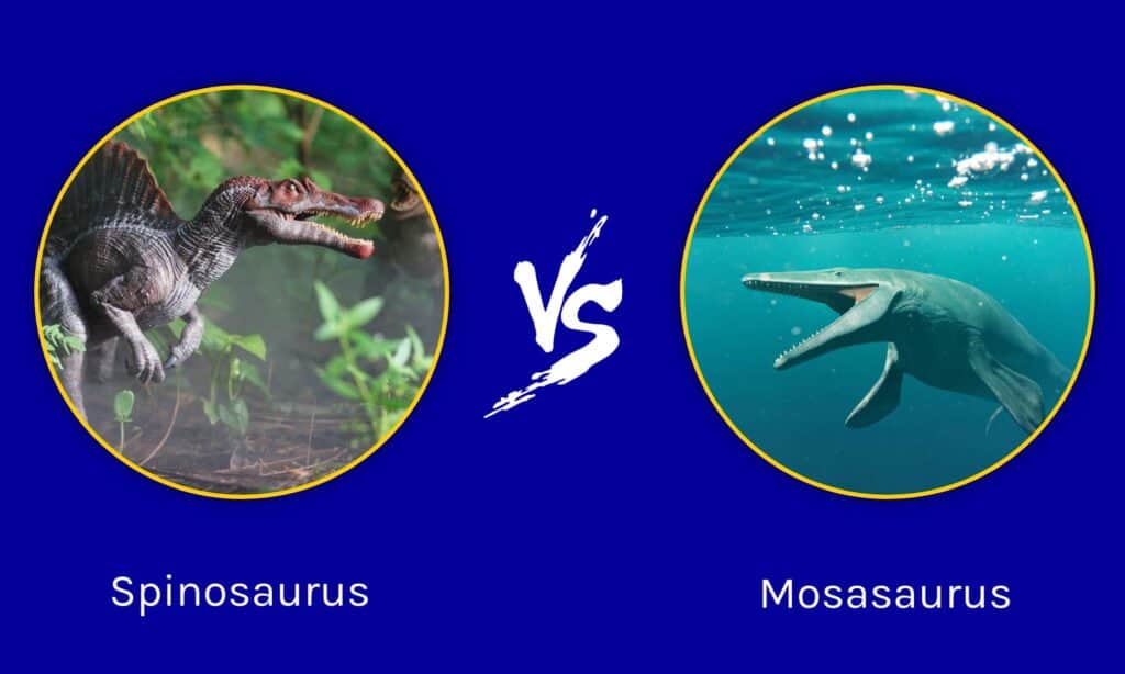 Spinosauro contro Mosasauro
