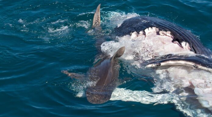 Splendidi filmati con drone mostrano alcuni enormi grandi bianchi vicino alla costa della California
