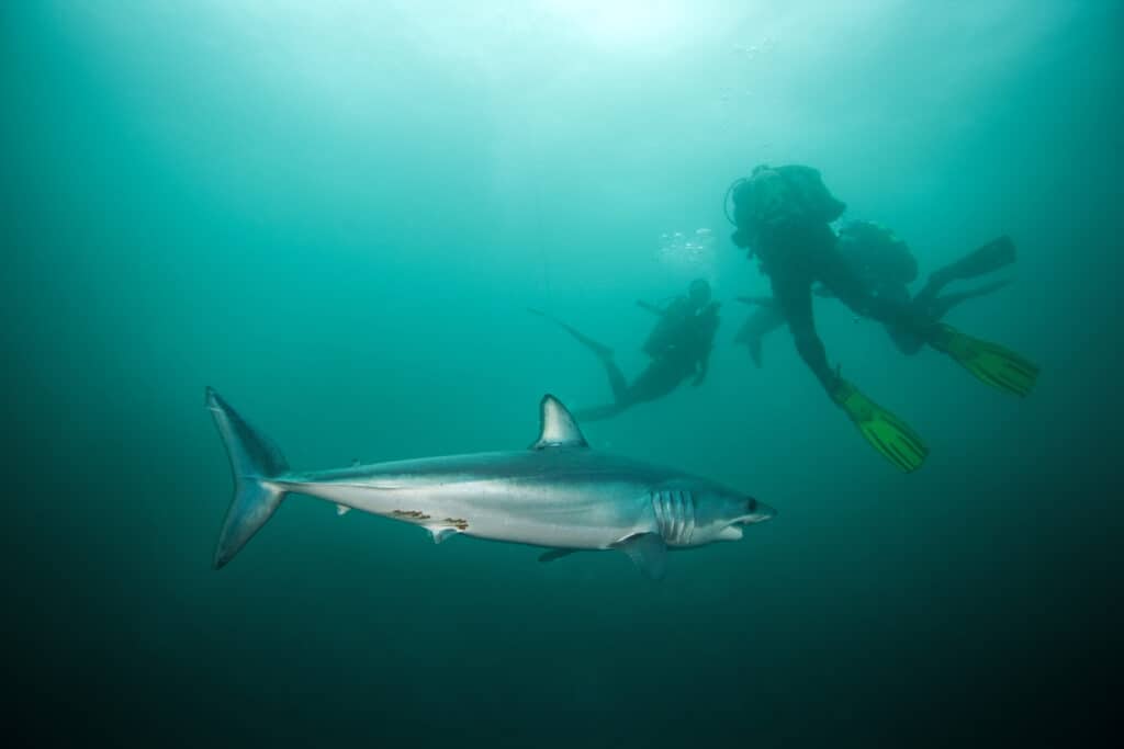 Gli squali mako pinna lunga sono diffusi in tutte le acque tropicali degli oceani di tutto il mondo.