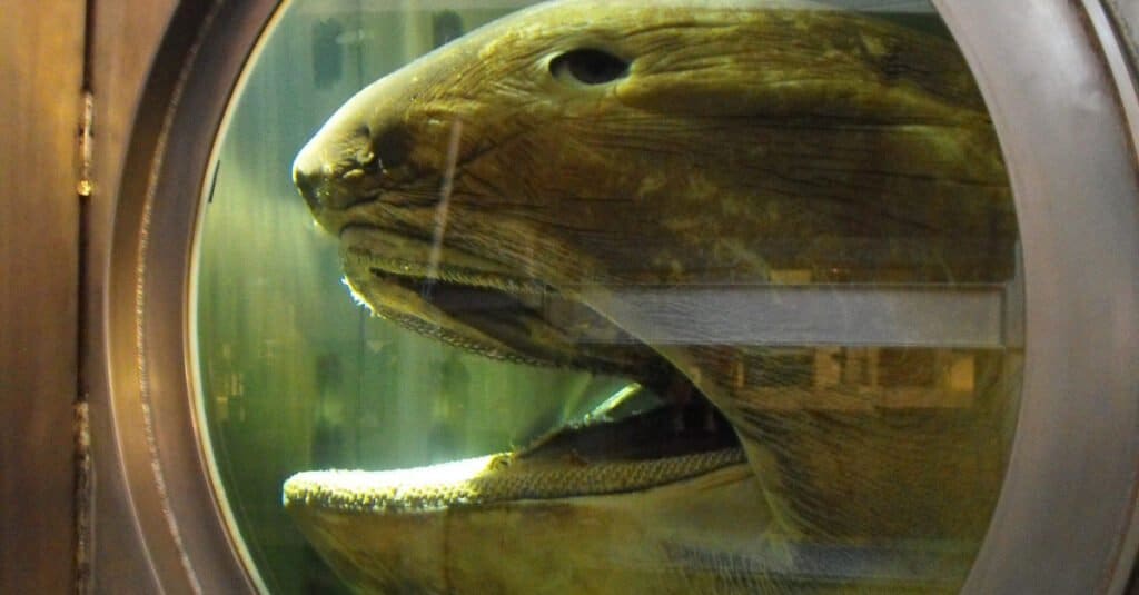 La testa di uno squalo Megamouth.  Questo esemplare è conservato in una vasca al Museo Marittimo dell'Australia Occidentale.