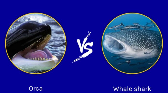 Squalo balena vs Orca: quali sono le differenze?
