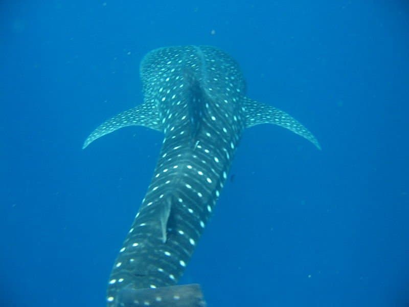 squalo balena - Rhincodon Typus - macchie bianche della schiena dello squalo balena mentre nuota via
