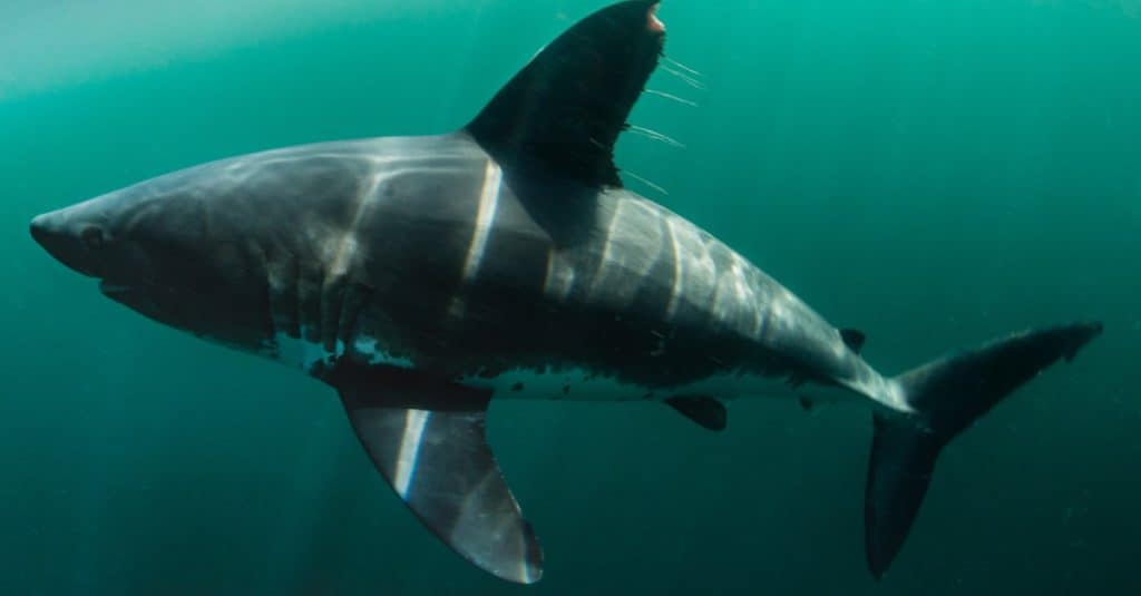 Il raro e sfuggente squalo salmone, nell'oceano aperto dell'Alaska.