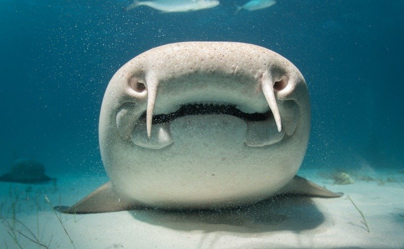 Vista frontale dello squalo nutrice