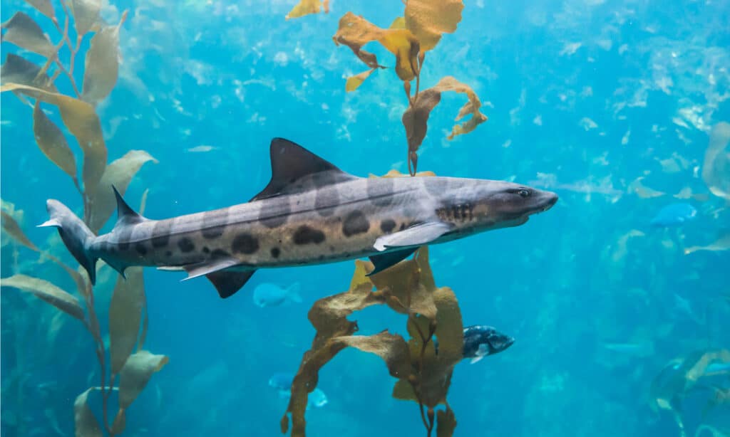 Uno squalo leopardo (Triakis semifasciata) nuota in un letto di alghe lungo la costa pacifica della California.