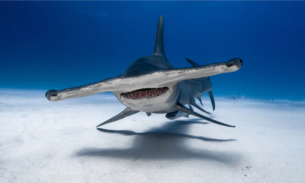 Grande squalo martello alle Bahamas.  Sono cacciatori aggressivi e attaccheranno se minacciati.