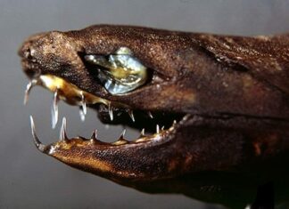 Headshot of a viper dogfish (Trigonognathus kabeyai)