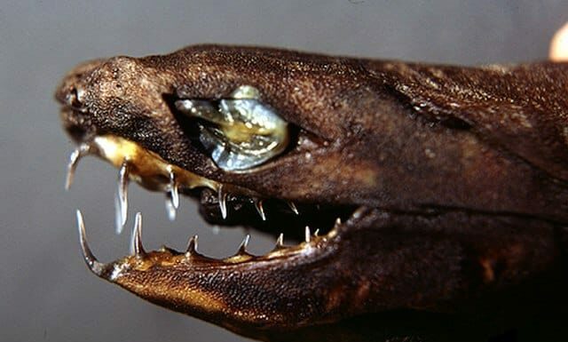 Headshot of a viper dogfish (Trigonognathus kabeyai)