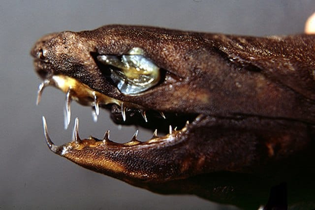 Colpo alla testa di un pescecane vipera (Trigonognathus kabeyai)