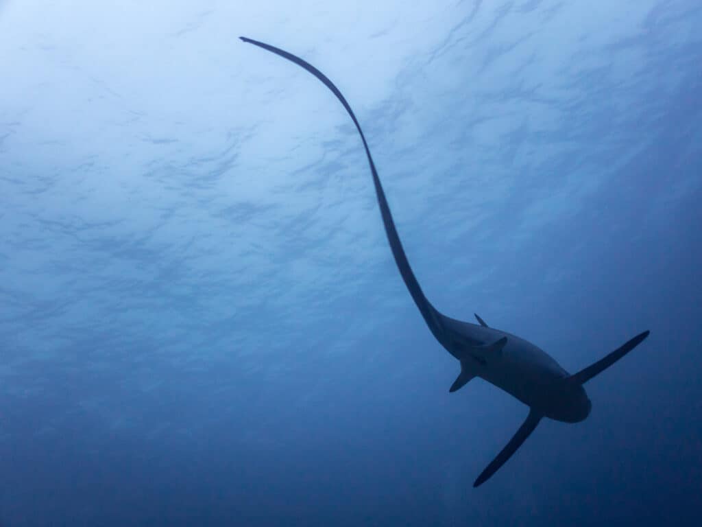 La lunga pinna caudale di uno squalo volpe si staglia contro la superficie.  La coda è usata per stordire e uccidere la preda.