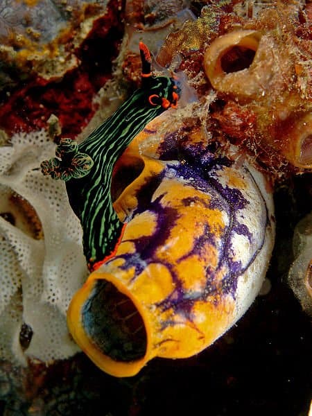 Urochordata - squirt di mare - squirt di mare colorato attaccato al corallo