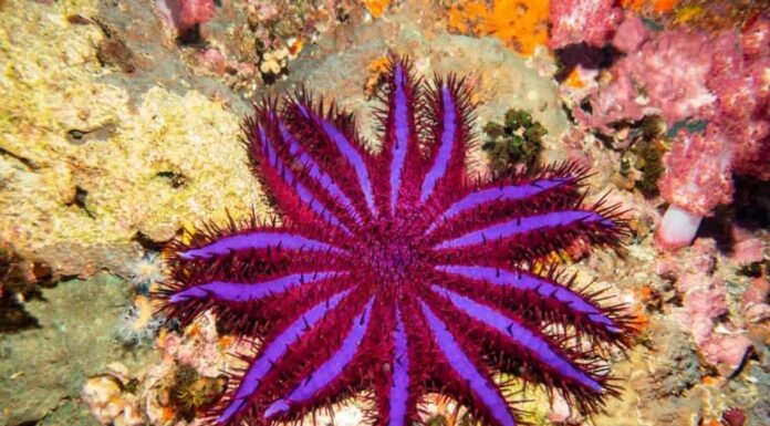 Scopri le 10 stelle marine più grandi del mondo
