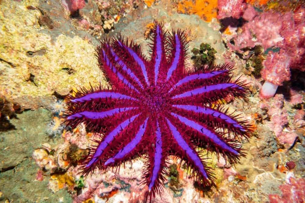 Corona di spine Starfish (variante viola) Thailandia