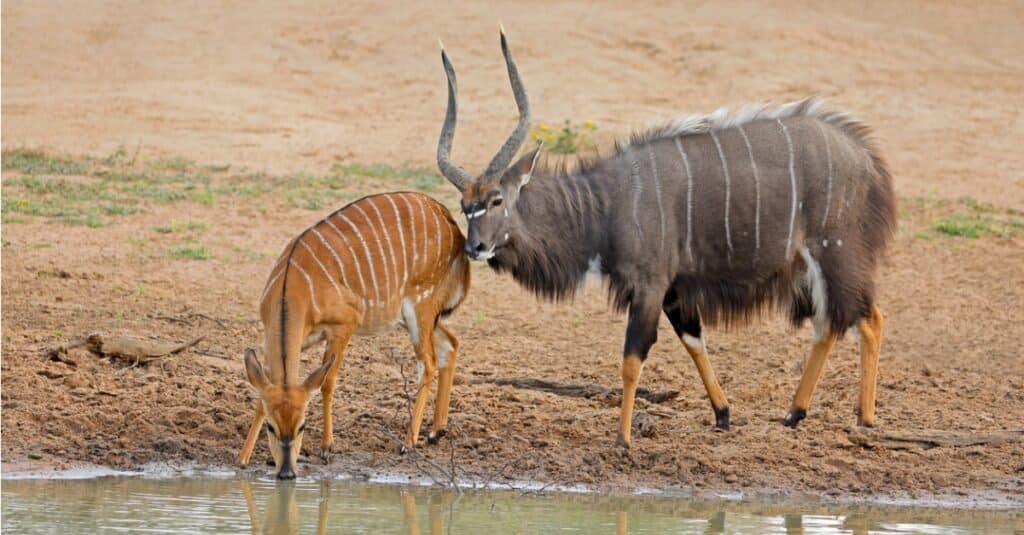 Antilopi nyala maschi e femmine (Tragelaphus angasii) in una pozza d'acqua, riserva di Mkuze, Sudafrica.