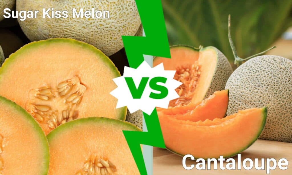 Sugar Kiss Melon vs Cantalupo