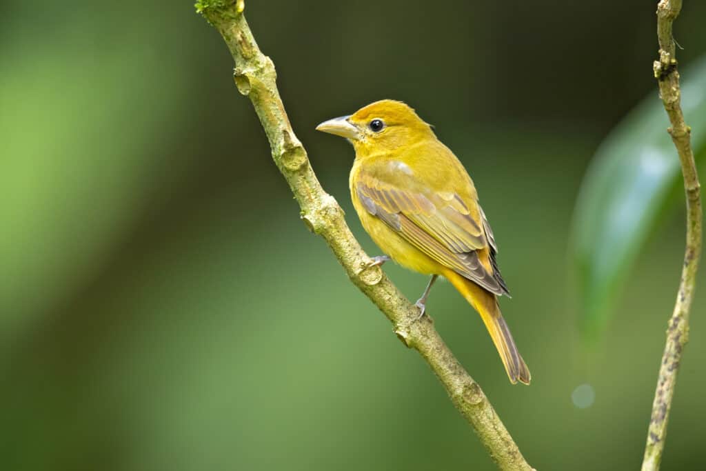 Un tanager estivo femminile appollaiato su una verticale su uno sfondo verde sfocato