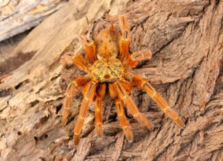 Tarantola di babbuino arancione
