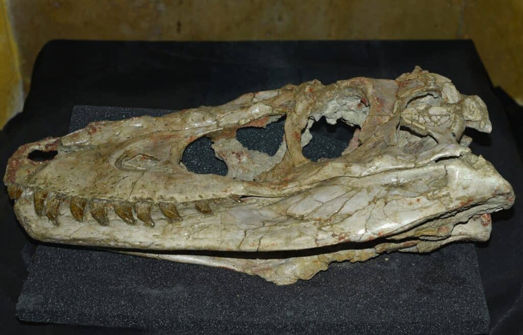 Cranio di dinosauro baatar Tarbosaurus trovato nel deserto del Gobi della Mongolia