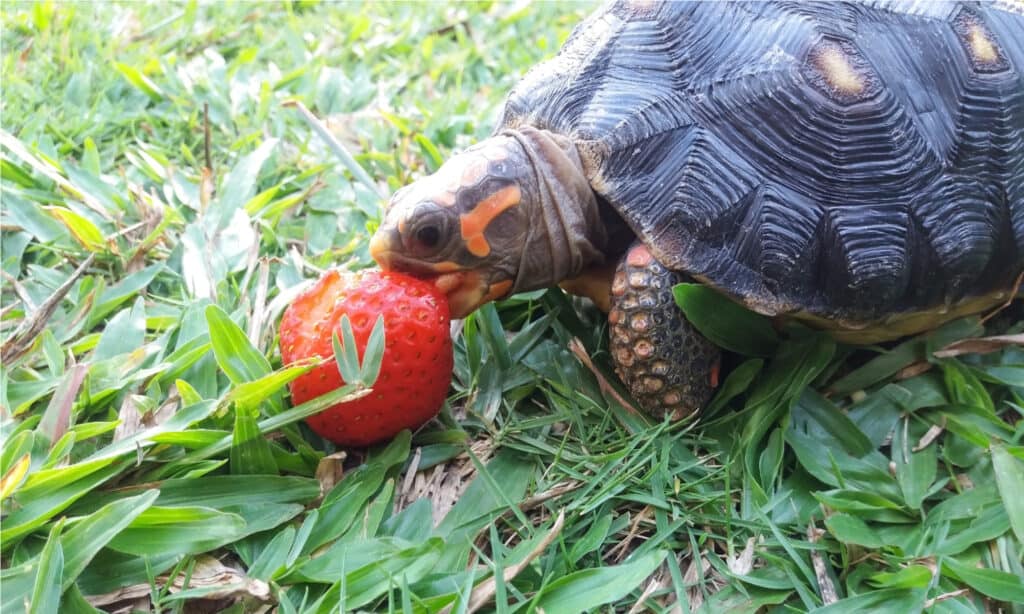 Piccola tartaruga dai piedi rossi che sta mordendo una piccola fragola.  Sono onnivori che mangiano ciò che è disponibile nel suo ambiente.