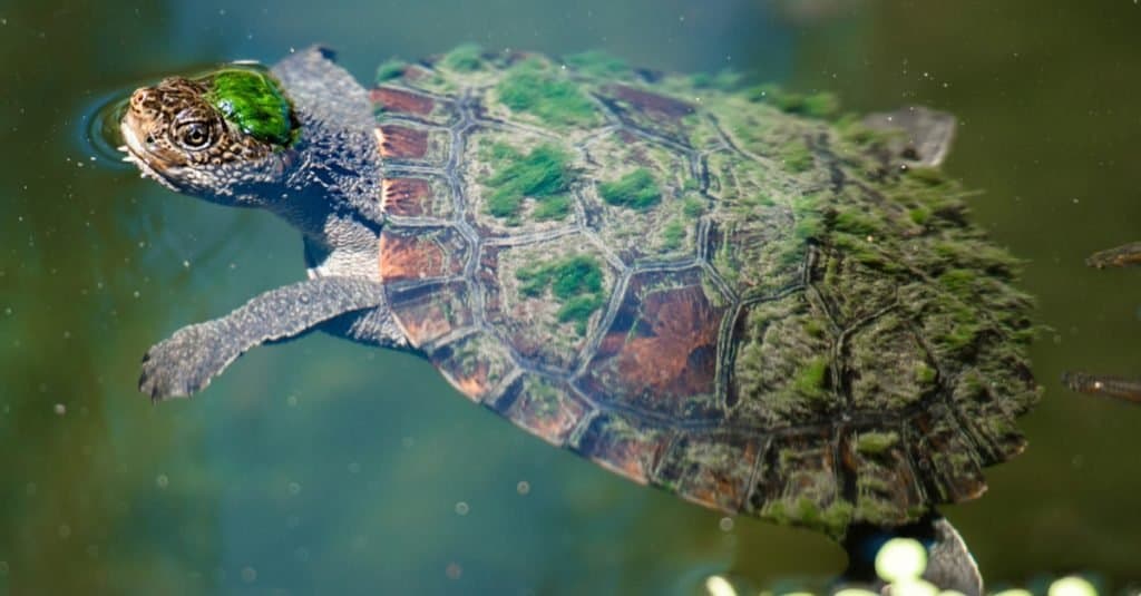 Mary River Turtle nuotare nello stagno durante il giorno