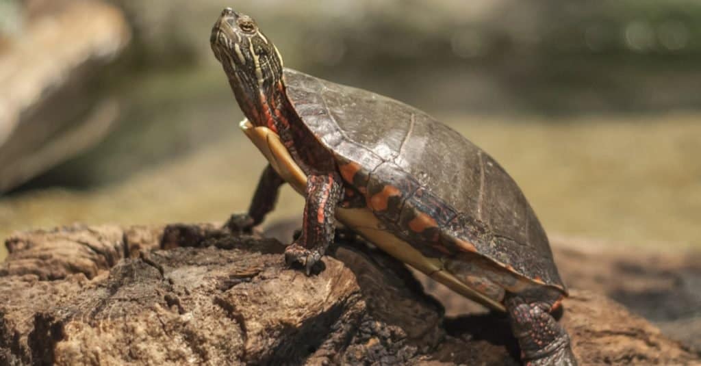 Ohio Wood Turtle in piedi su un ceppo.