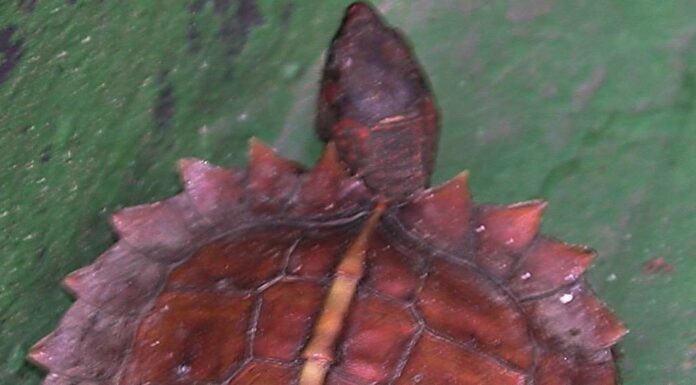 Tartaruga spinosa della collina
