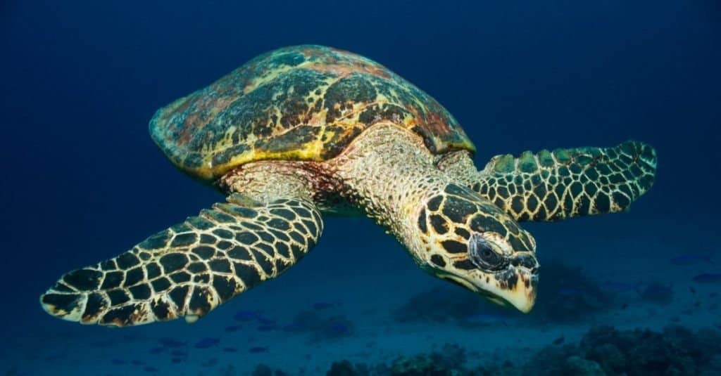 Tartaruga di mare (tartaruga embricata) con sfondo pulito.