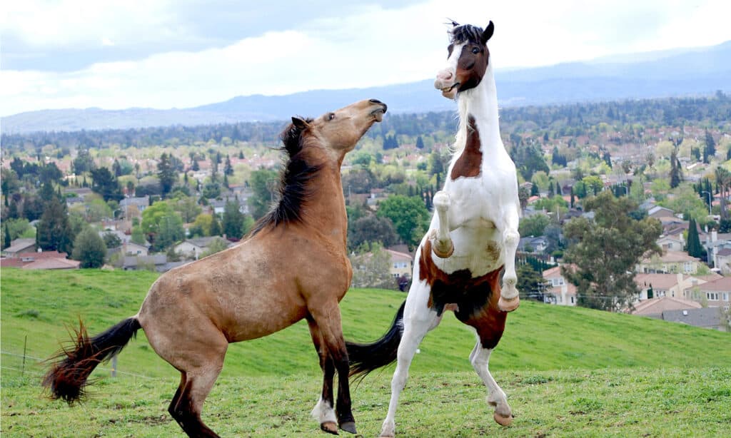 Due castroni del Tennessee Walker che si allevano e giocano in un bel pomeriggio di primavera.  Il cavallo ha un mantello di colore marrone scuro, nero, bianco, palomino o grigio.