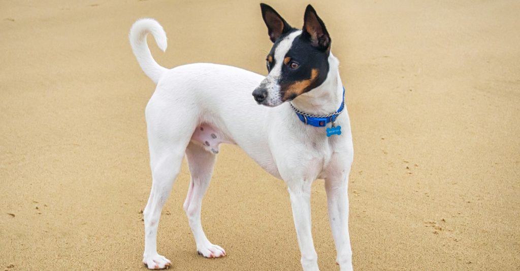 Tenterfield Terrier con un colletto blu è in piedi sulla sabbia