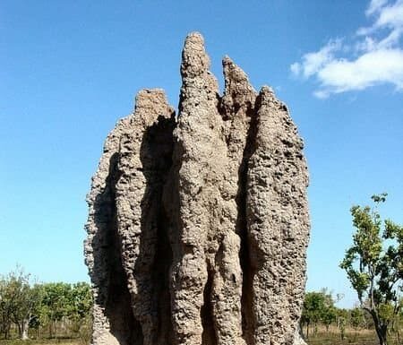 Termite
