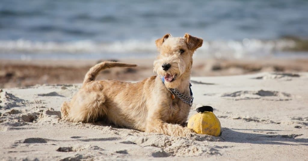 Cane Lakeland Terrier sdraiato sulla spiaggia vicino al mare
